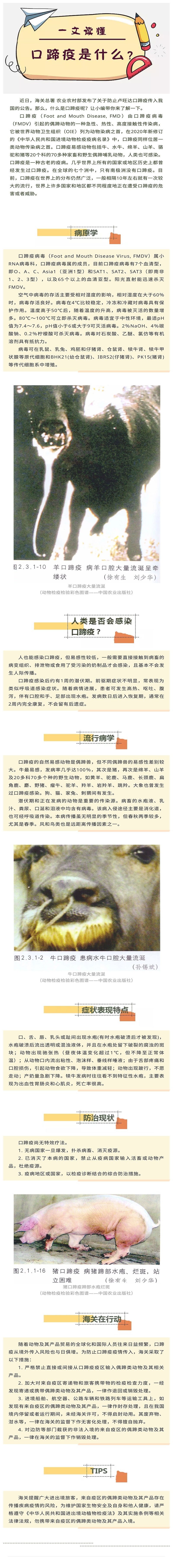 一文读懂:口蹄疫是什么 一文读懂:口蹄疫是什么