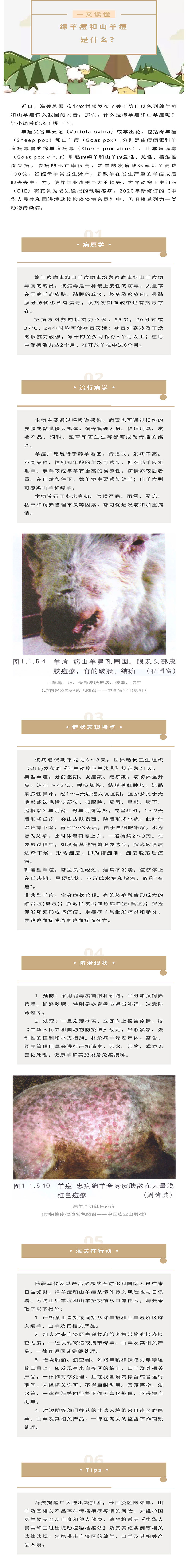 一文读懂:绵羊痘和山羊痘 一文读懂:绵羊痘和山羊痘
