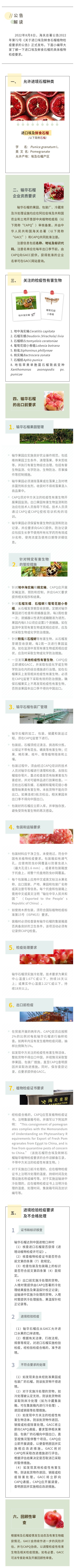 20220812进口埃及石榴解读 20220812进口埃及石榴解读